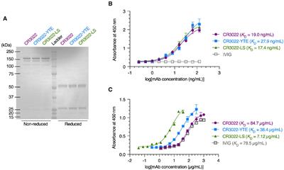 Impact of mAb-FcRn affinity on IgG transcytosis across human well-differentiated airway epithelium